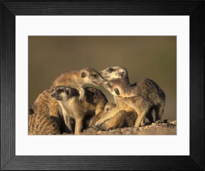 Framed Print : DDE-90021502 Framed Print : DDE-90021502