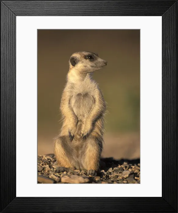 Framed Print : DDE-90021504 Framed Print : DDE-90021504