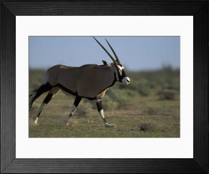 Framed Print : DDE-90021506 Framed Print : DDE-90021506
