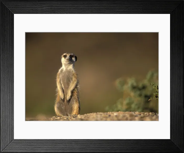 Framed Print : DDE-90021505 Framed Print : DDE-90021505