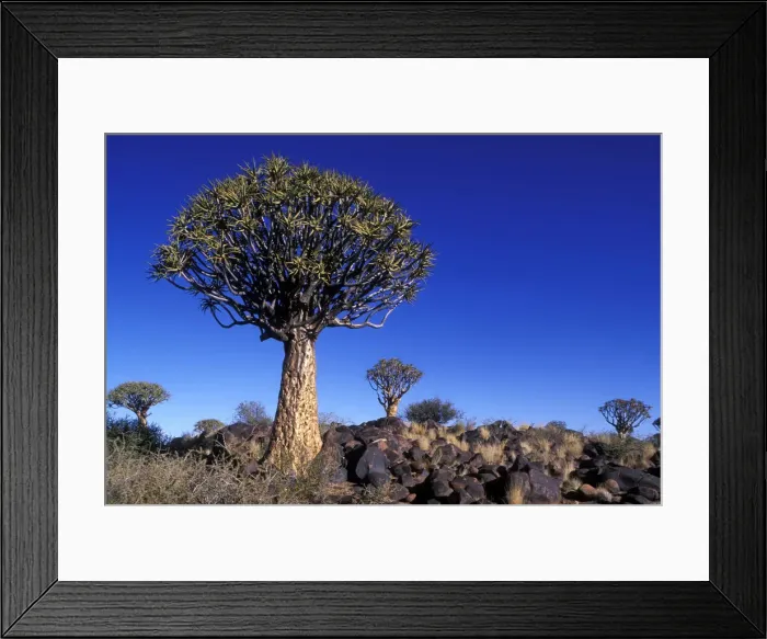 Framed Print : DDE-90021507 Framed Print : DDE-90021507