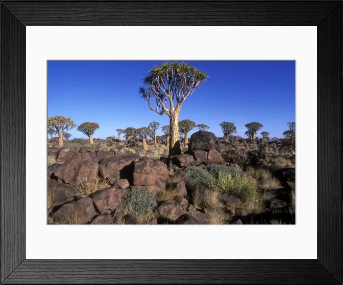 Framed Print : DDE-90021508 Framed Print : DDE-90021508