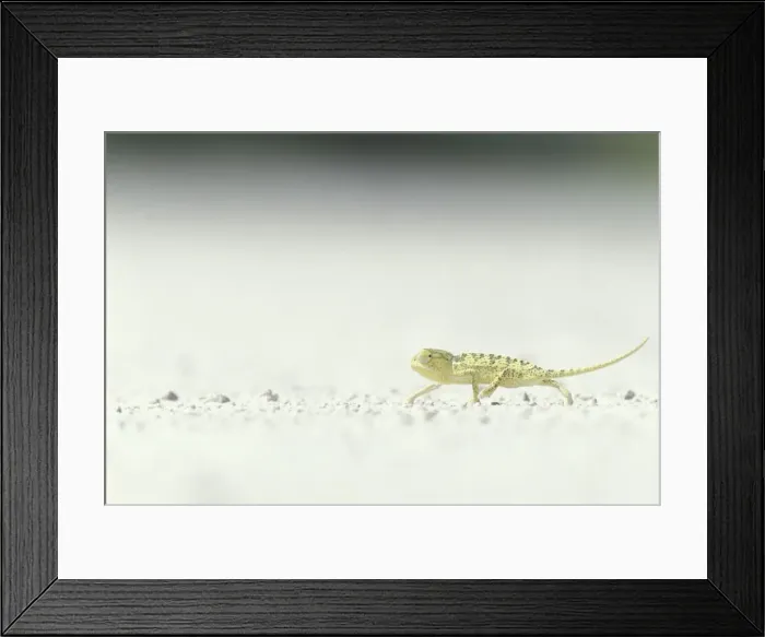 Framed Print : DDE-90021510 Framed Print : DDE-90021510