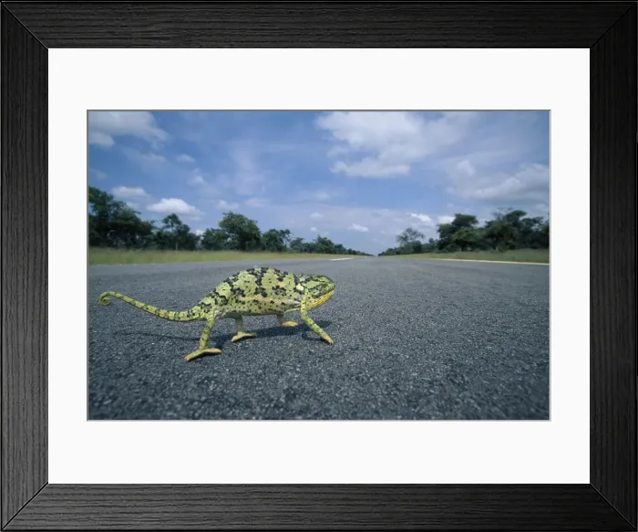 Framed Print : DDE-90021509