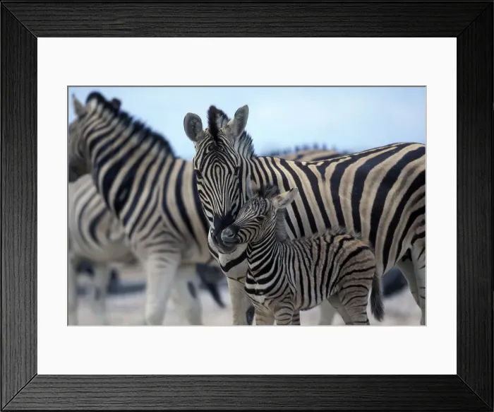 Framed Print : DDE-90021511 Framed Print : DDE-90021511