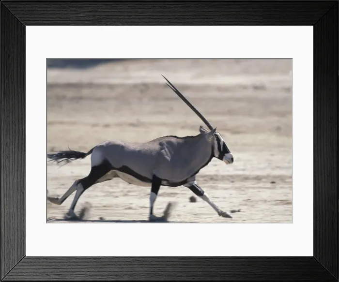 Framed Print : DDE-90021513 Framed Print : DDE-90021513