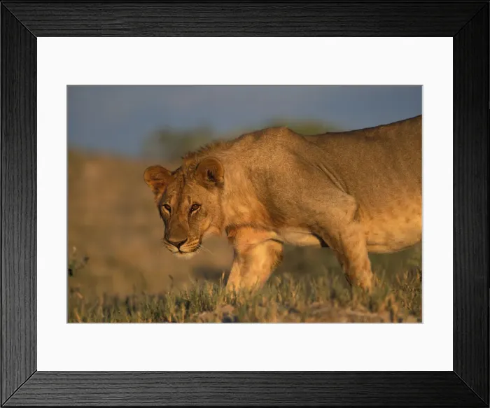 Framed Print : DDE-90021514 Framed Print : DDE-90021514