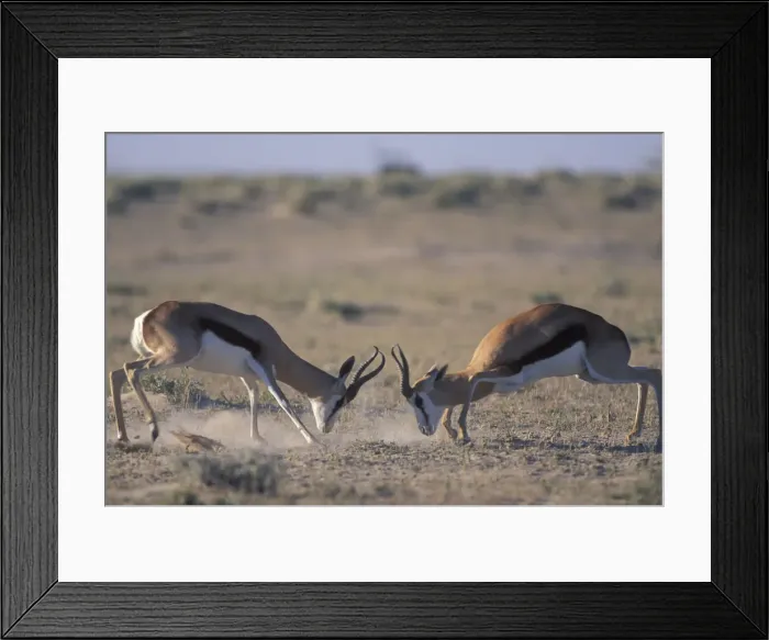 Framed Print : DDE-90021515 Framed Print : DDE-90021515