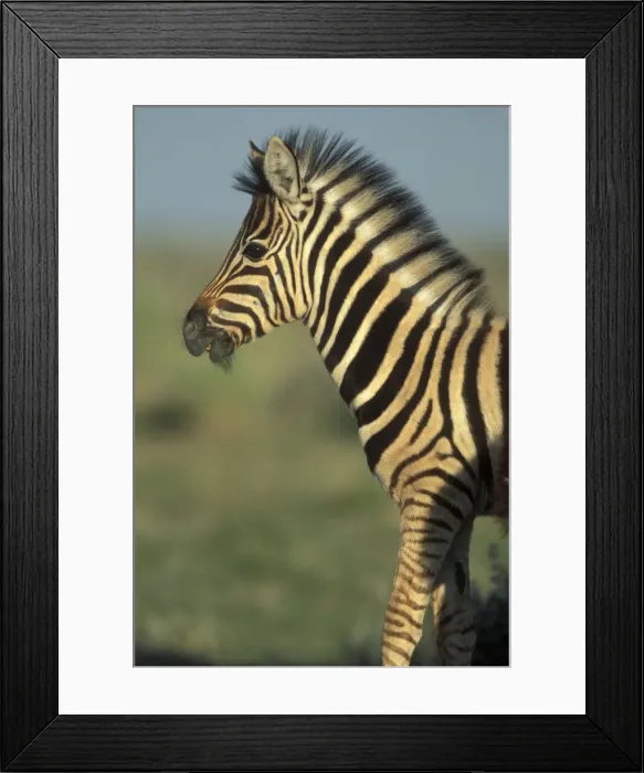 Framed Print : DDE-90021517 Framed Print : DDE-90021517