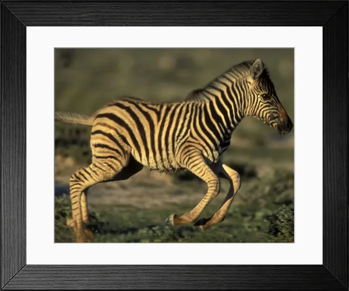 Framed Print : DDE-90021519 Framed Print : DDE-90021519
