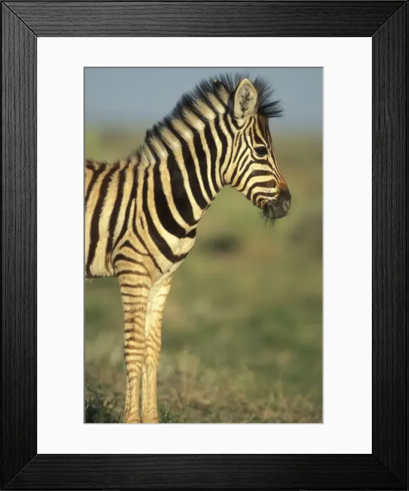 Framed Print : DDE-90021518 Framed Print : DDE-90021518