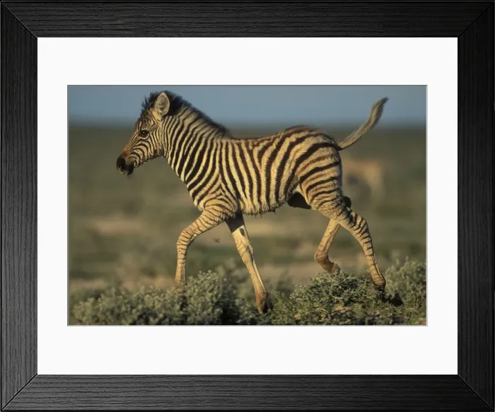 Framed Print : DDE-90021520 Framed Print : DDE-90021520