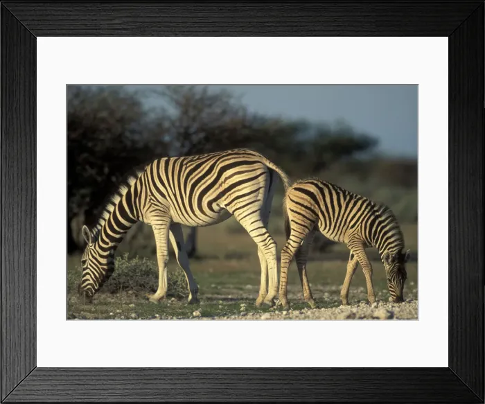 Framed Print : DDE-90021521 Framed Print : DDE-90021521
