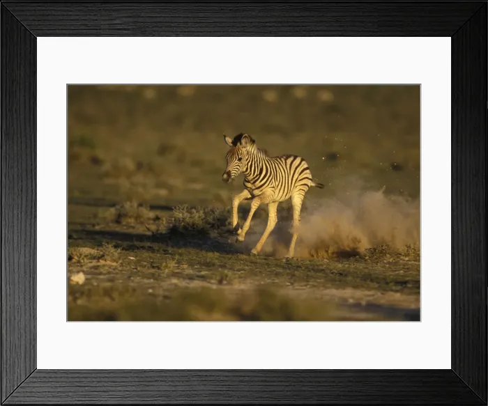 Framed Print : DDE-90021522 Framed Print : DDE-90021522