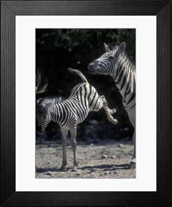 Framed Print : DDE-90021523 Framed Print : DDE-90021523