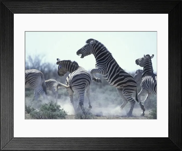 Framed Print : DDE-90021525 Framed Print : DDE-90021525