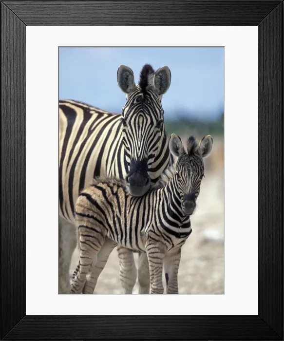 Framed Print : DDE-90021524 Framed Print : DDE-90021524