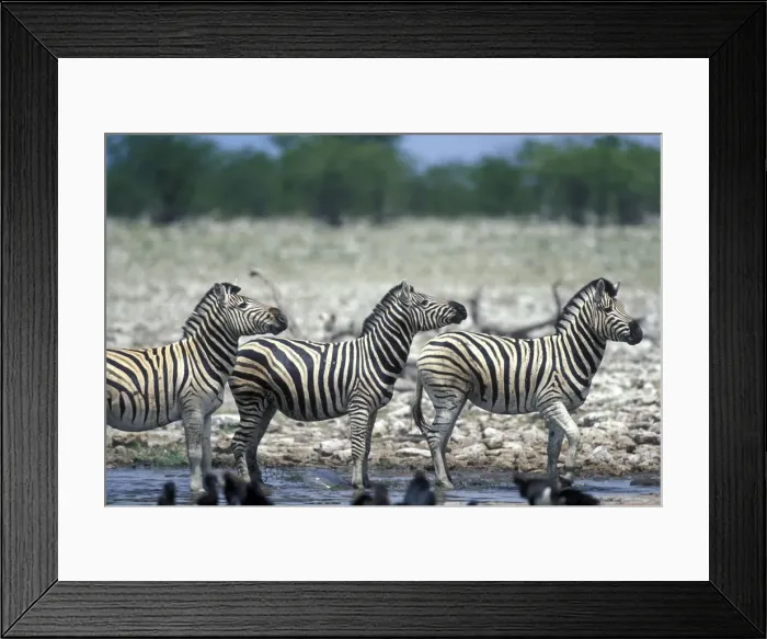 Framed Print : DDE-90021528