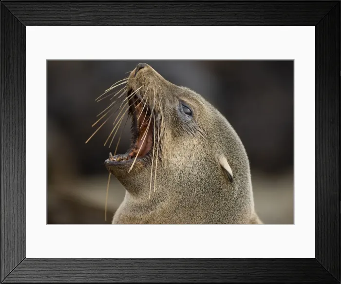 Framed Print : DDE-90021539 Framed Print : DDE-90021539