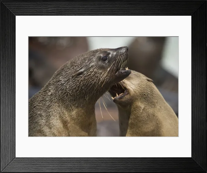 Framed Print : DDE-90021540 Framed Print : DDE-90021540