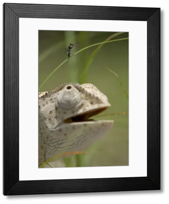 Framed Print : DDE-90021542 Framed Print : DDE-90021542