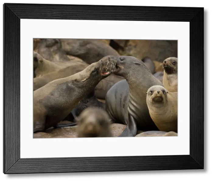 Framed Print : DDE-90021541 Framed Print : DDE-90021541