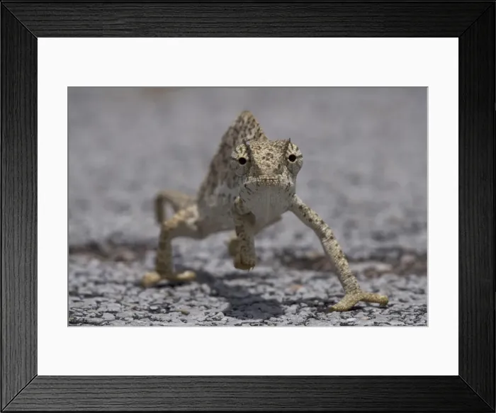 Framed Print : DDE-90021544 Framed Print : DDE-90021544