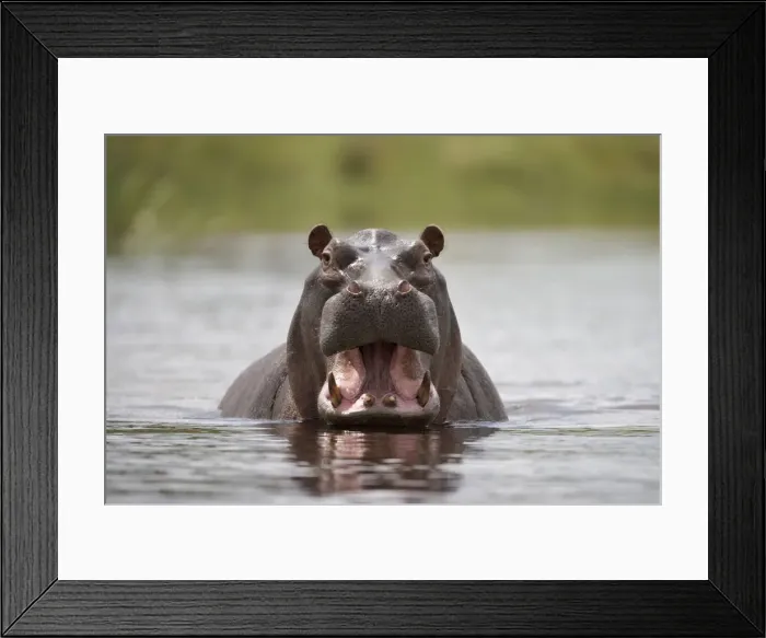 Framed Print : DDE-90021546 Framed Print : DDE-90021546