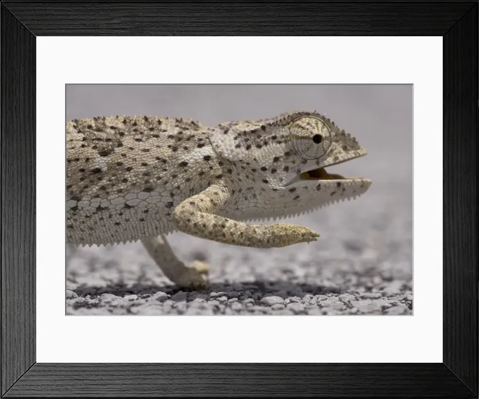 Framed Print : DDE-90021543 Framed Print : DDE-90021543