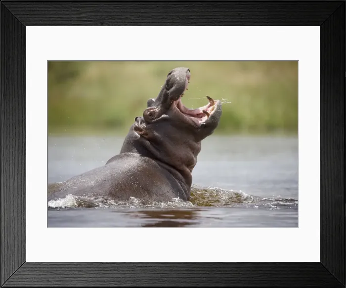 Framed Print : DDE-90021548 Framed Print : DDE-90021548
