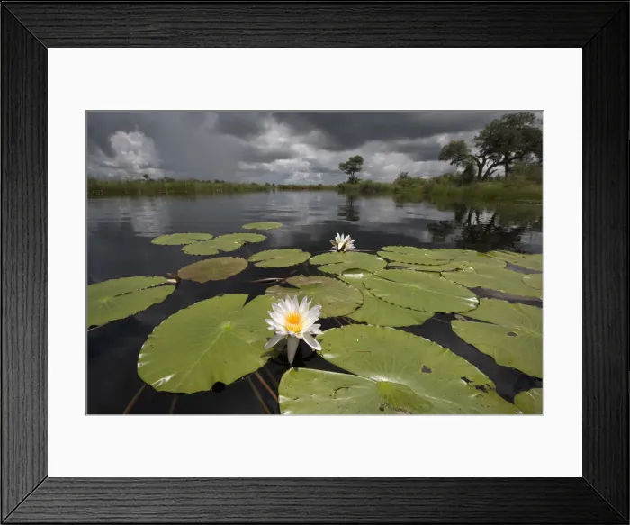 Framed Print : DDE-90021549 Framed Print : DDE-90021549
