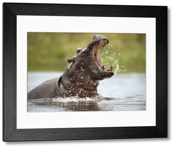 Framed Print : DDE-90021547 Framed Print : DDE-90021547