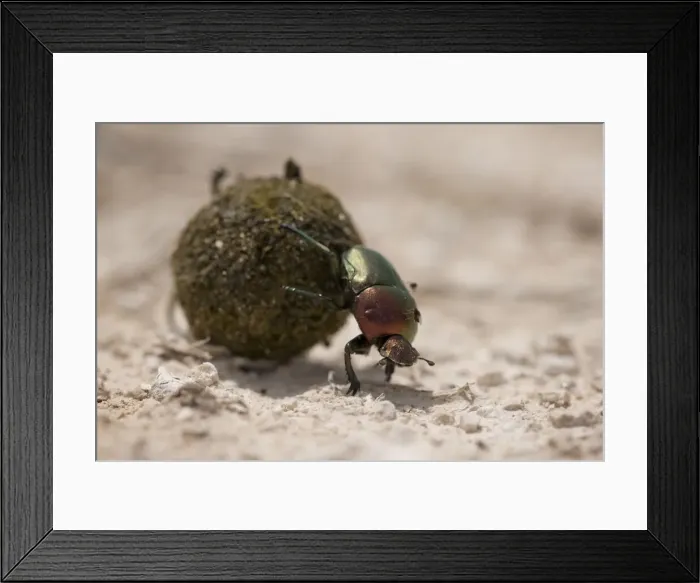 Framed Print : DDE-90021551 Framed Print : DDE-90021551