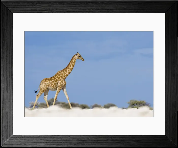 Framed Print : DDE-90021554 Framed Print : DDE-90021554