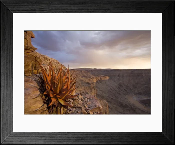 Framed Print : DDE-90021556 Framed Print : DDE-90021556