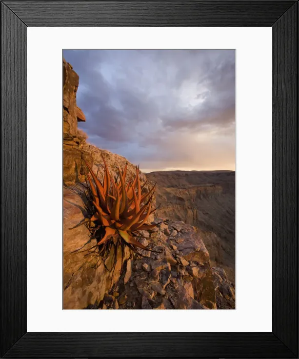Framed Print : DDE-90021557 Framed Print : DDE-90021557