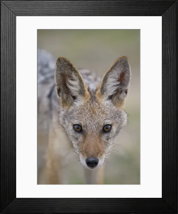 Framed Print : DDE-90021550 Framed Print : DDE-90021550