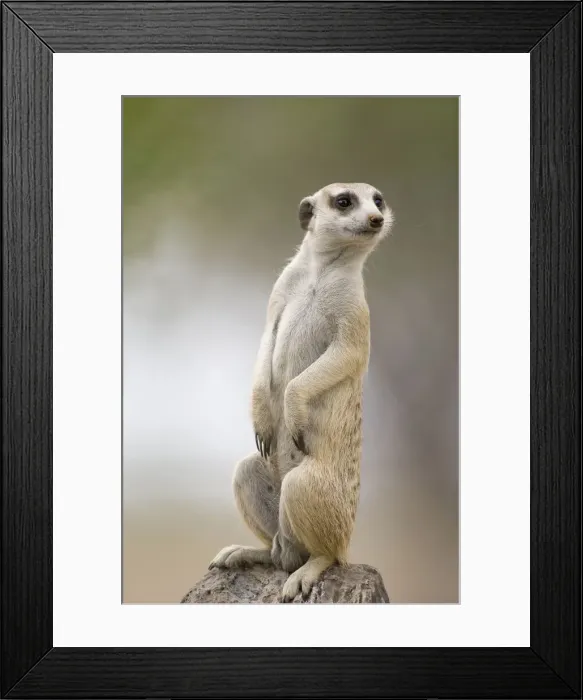 Framed Print : DDE-90021563 Framed Print : DDE-90021563