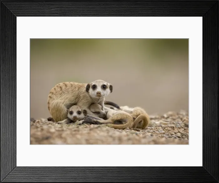 Framed Print : DDE-90021564 Framed Print : DDE-90021564