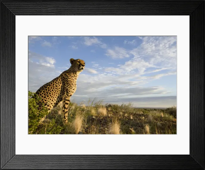 Framed Print : DDE-90021566 Framed Print : DDE-90021566