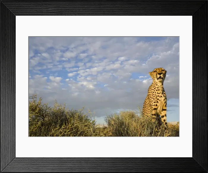Framed Print : DDE-90021567 Framed Print : DDE-90021567