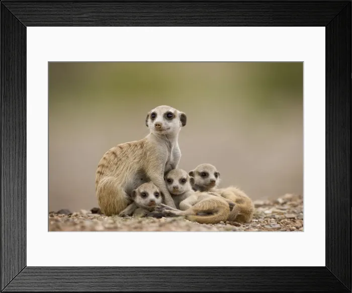 Framed Print : DDE-90021565 Framed Print : DDE-90021565