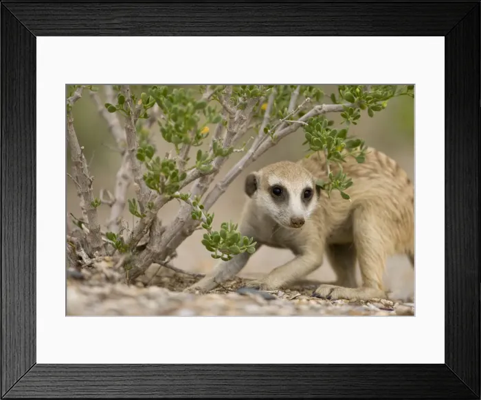 Framed Print : DDE-90021569 Framed Print : DDE-90021569