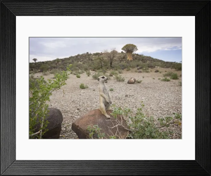 Framed Print : DDE-90021570 Framed Print : DDE-90021570