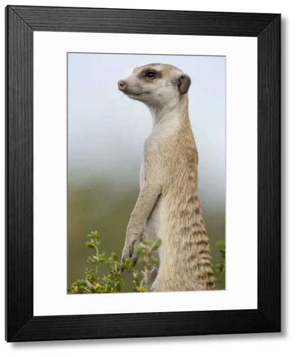 Framed Print : DDE-90021571 Framed Print : DDE-90021571