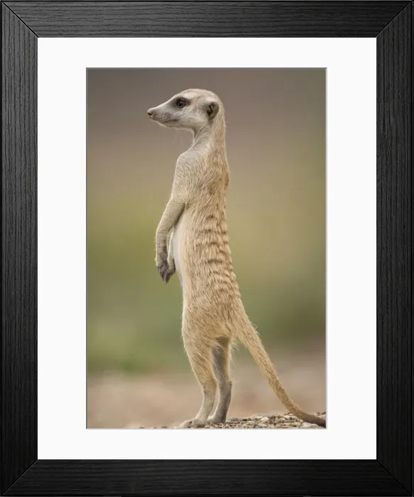 Framed Print : DDE-90021572 Framed Print : DDE-90021572