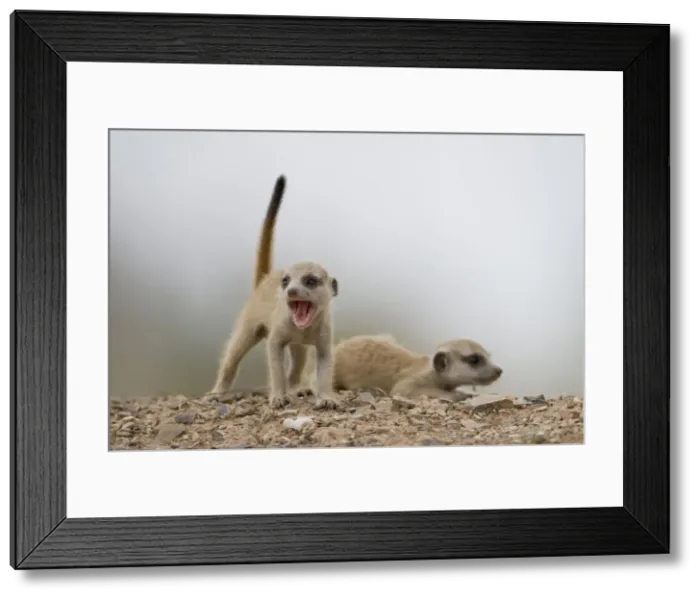 Framed Print : DDE-90021573 Framed Print : DDE-90021573