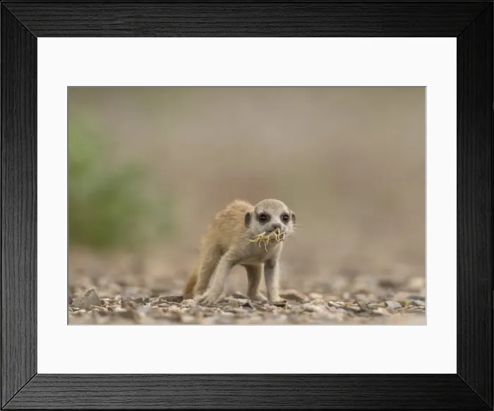 Framed Print : DDE-90021574 Framed Print : DDE-90021574