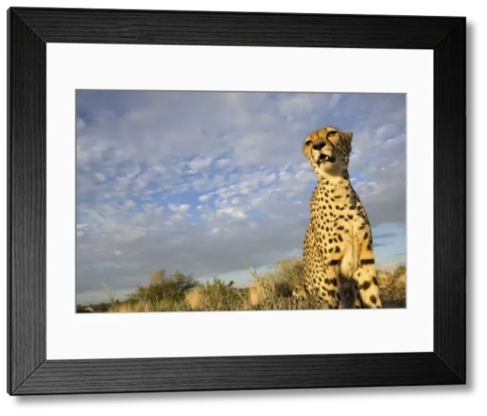Framed Print : DDE-90021568 Framed Print : DDE-90021568