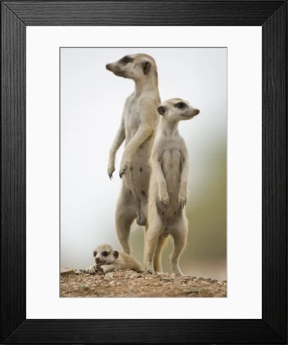 Framed Print : DDE-90021575 Framed Print : DDE-90021575